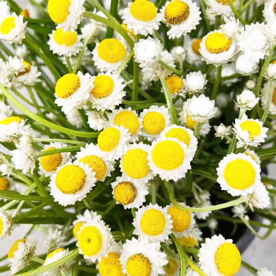 Seminte de flori Ammobium Alatum Grandiflorum White