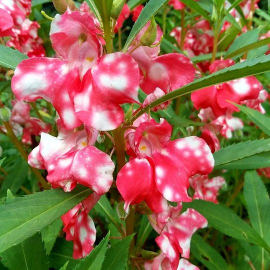Seminte de flori Impatiens Balsamina Camellia Flowered Peppermint Stick