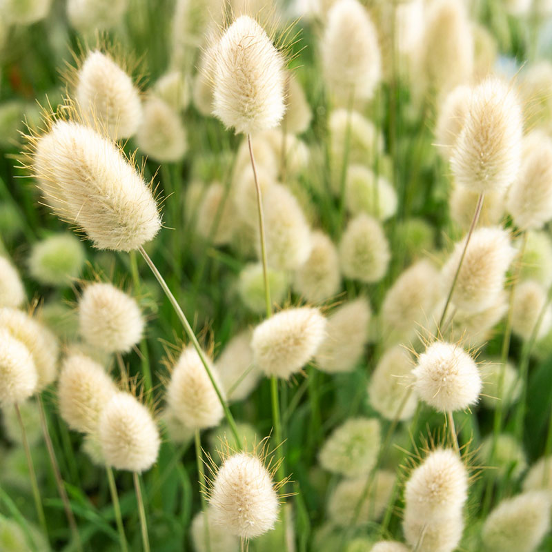 Seminte de flori Lagurus Ovatus Bunny Tail