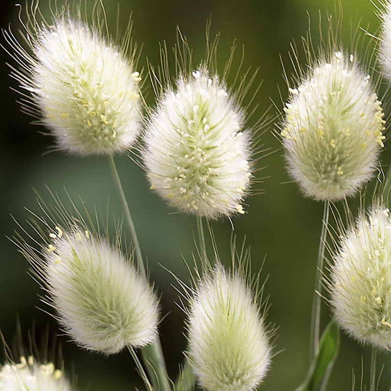 Seminte de flori Lagurus Ovatus Bunny Tail