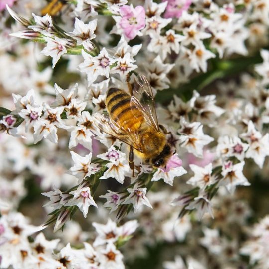 Seminte de flori Limonium Tataricum German Statice