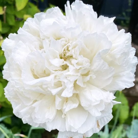 Seminte de flori Papaver Paeoniflorum Double Cream