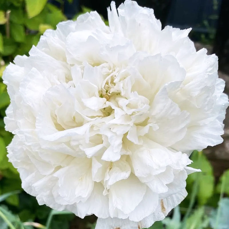 Seminte de flori Papaver Paeoniflorum Double Cream