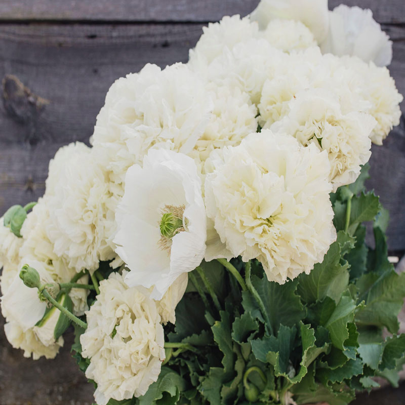 Seminte de flori Papaver Paeoniflorum Double Cream