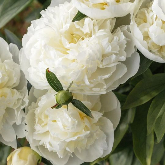 Seminte de flori Papaver Paeoniflorum Double Cream