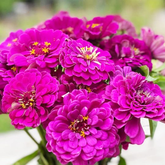 Seminte de flori Zinnia Elegans Dahlia Flowered Purple Prince