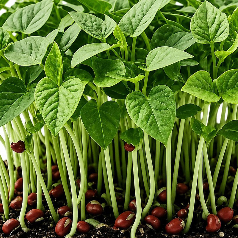 Seminte de microplante Fasole Adzuki Red Beans Microgreens