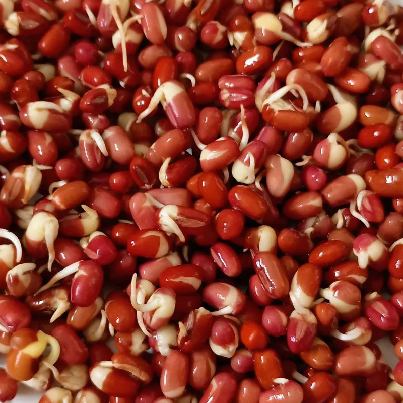 Seminte pentru germinat Fasole Adzuki Red Beans Sprouts