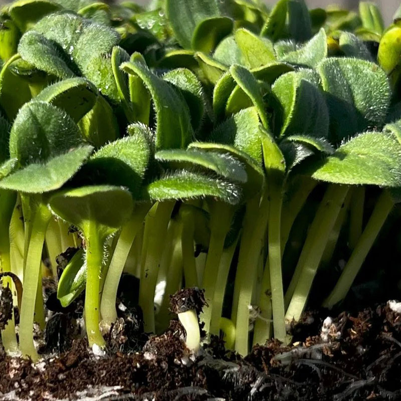 Seminte de microplante Limba Mielului Borage Violet Microgreens