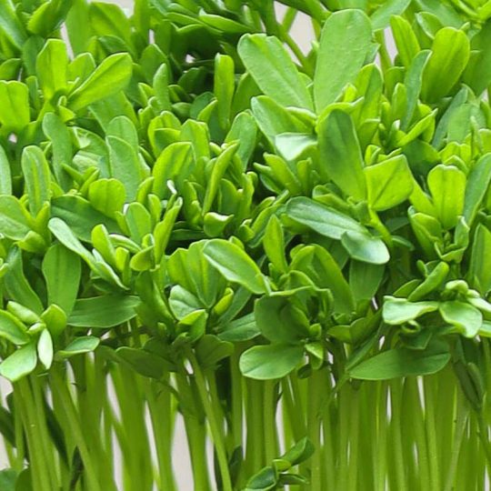 Seminte de microplante Linte Rosie Red Lentils Microgreens