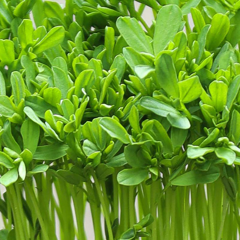 Seminte de microplante Linte Rosie Red Lentils Microgreens