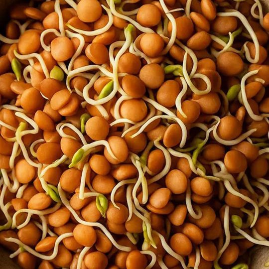 Seminte pentru germinat Linte Rosie Red Lentils Sprouts