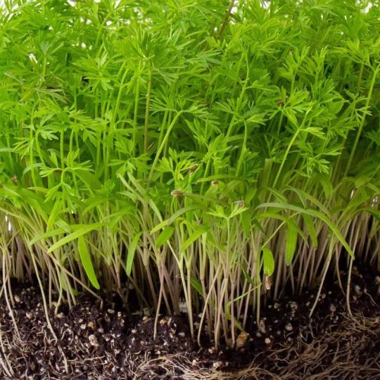 Seminte de microplante Morcov Carrot Falla Microgreens