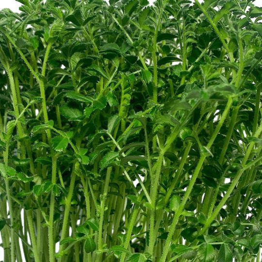 Seminte de microplante Naut Chickpea Microgreens