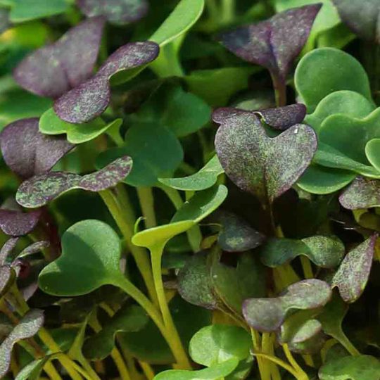 Seminte de microplante Salata Asiatica Asian Micro Mix Microgreens