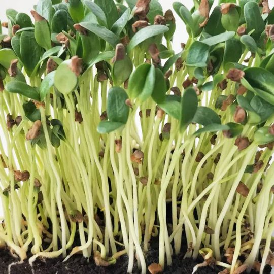 Seminte de microplante Schinduf Fenugreek Microgreens