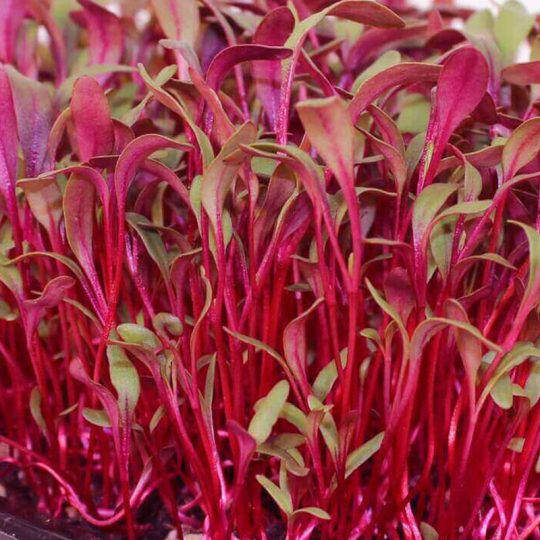 Seminte de microplante Sfecla Rosie Bulls Blood Beet Microgreens