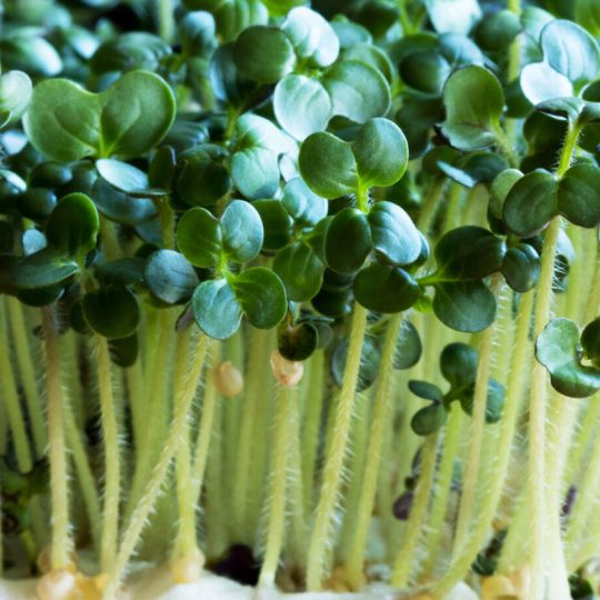 Seminte de microplante Varza Black Tuscany Kale Microgreens