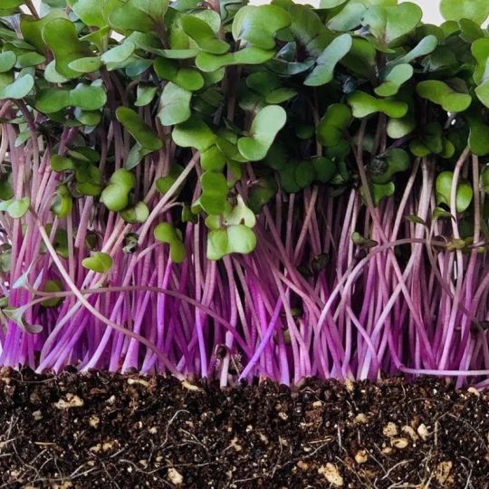 Seminte de microplante Varza Rosie Red Cabbage Microgreens