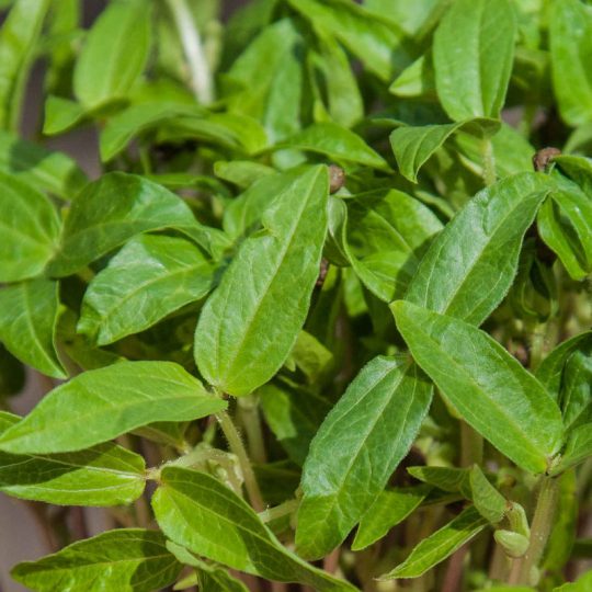 Seminte de microplante Fasole Mung Bean Microgreens