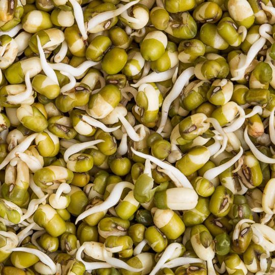 Seminte pentru germinat Fasole Mung Bean Sprouts