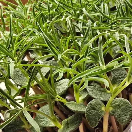 Seminte de microplante Lupin Lupine Microgreens