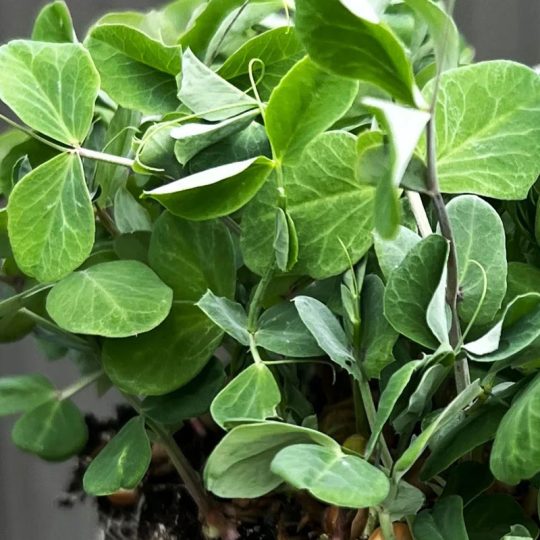 Seminte de microplante Mazare Pea Dunn Microgreens