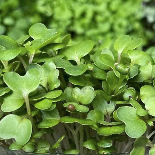 Seminte de microplante Mustar Negru Black Mustard Microgreens