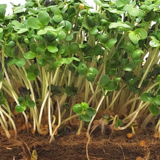 Seminte de microplante Mustar Alb White Mustard Microgreens