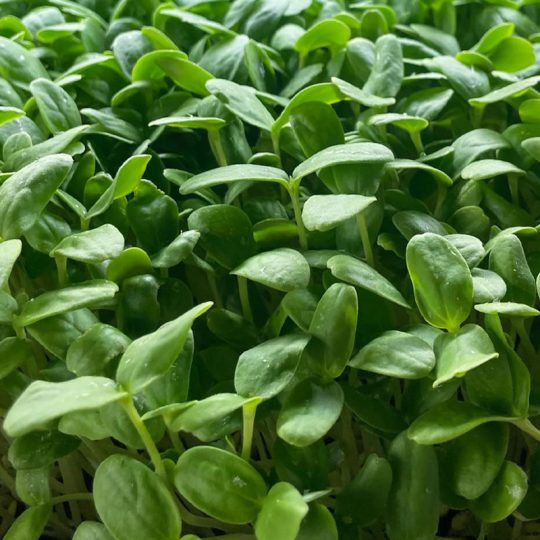 Seminte de microplante Pepene Galben Cantaloupe Melon Microgreens